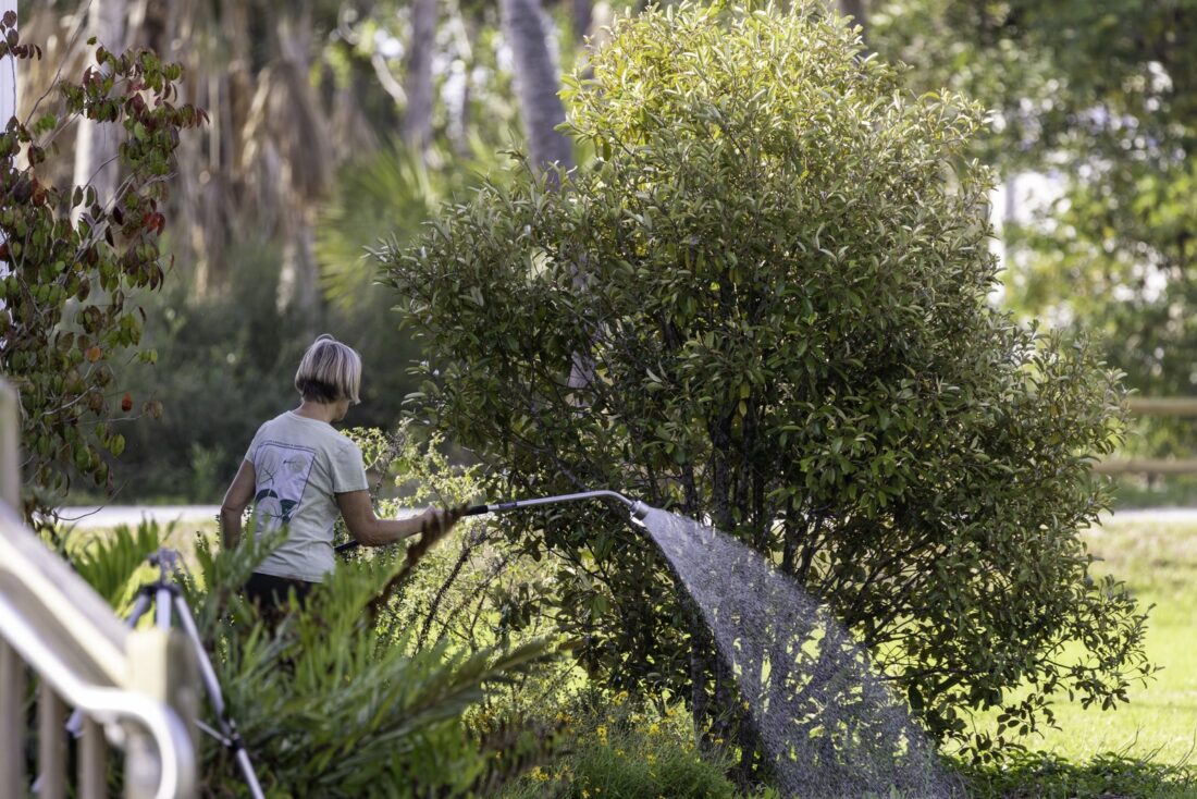 Native landscape tips heading into rainy season | News, Sports, Jobs - SANIBEL-CAPTIVA - Island Reporter, Islander and Current - Vimarsana News